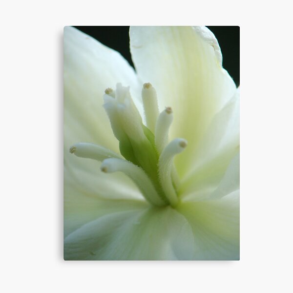 White Elegance Canvas Print