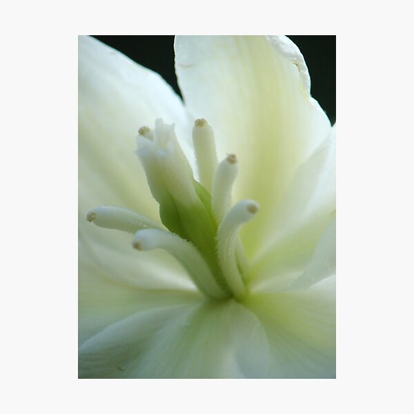 White Elegance Photographic Print