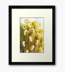 Magnolia Macro Framed Print