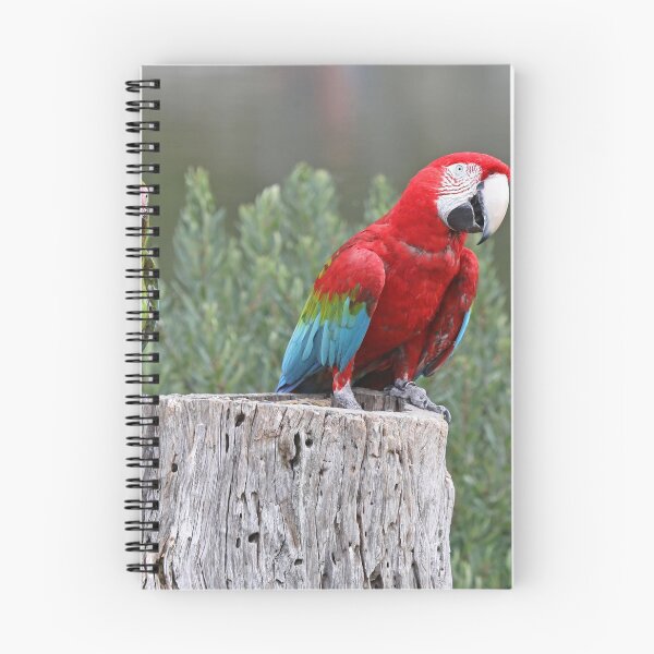 Item preview, Military Macaw & Greenwing Macaw designed and sold by Robert Abraham.