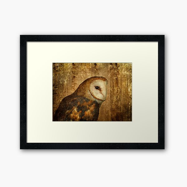 Barn Owl Framed Art Print