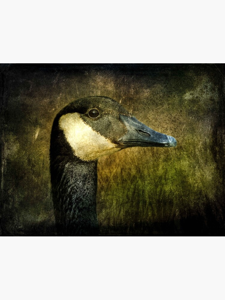 Canada Goose by tinabellvance
