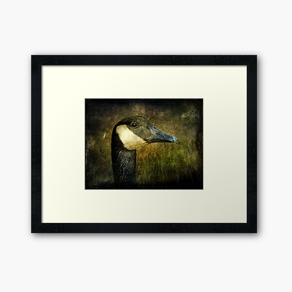 Canada Goose Framed Art Print
