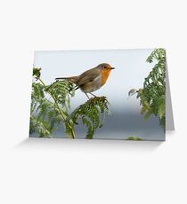 Robin Greeting Card