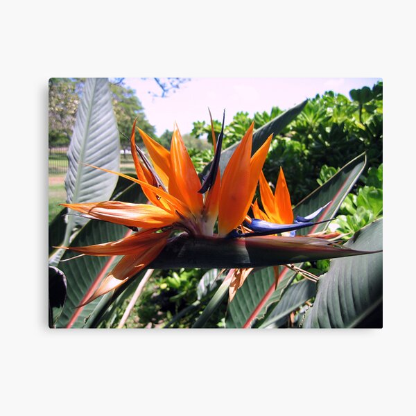Paradise Canvas Print