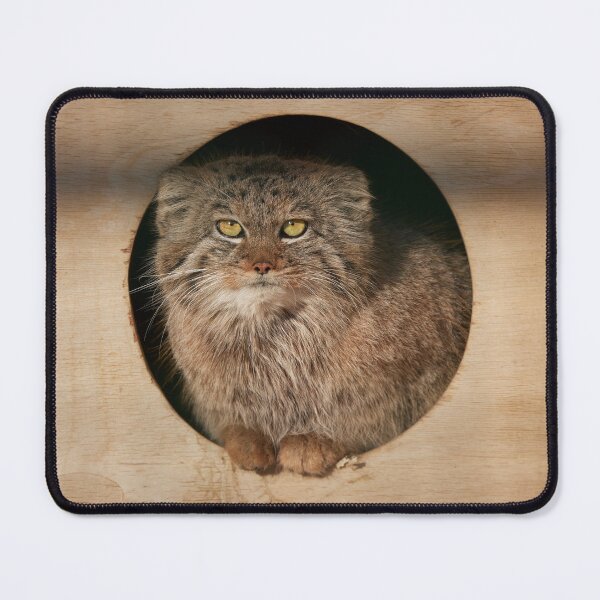 Item preview, Pepe the Pallas's cat designed and sold by Manulization.