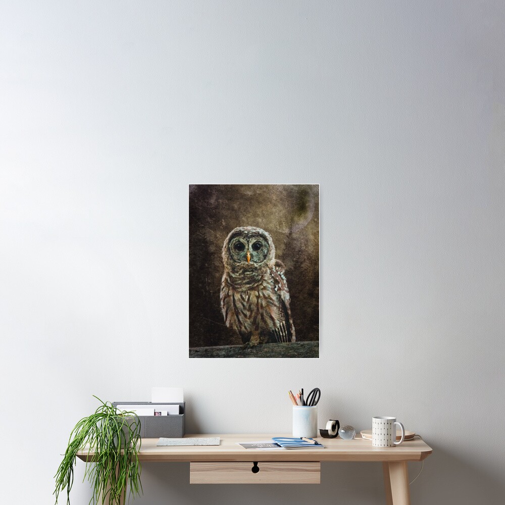 Little Owl Poster