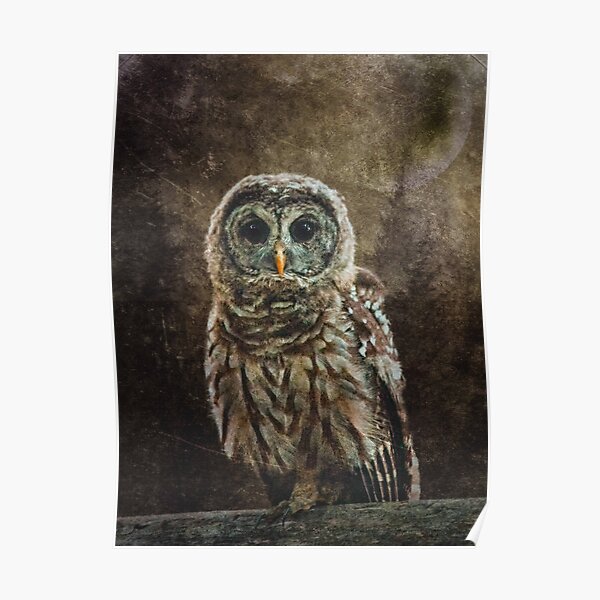 Little Owl Poster