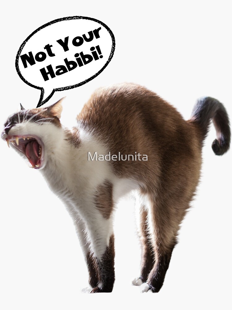 Angry meow cat stock photo. Image of life, beautiful, expression