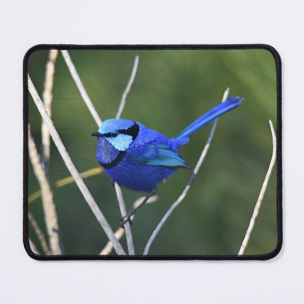 Item preview, Blue Wren in Spring designed and sold by Rainbow Farm Photography.