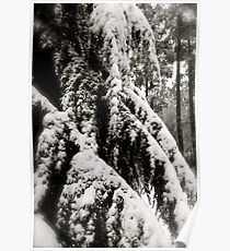Draped in Splendor Poster