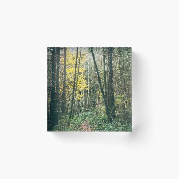Item preview, Forest Bathing designed and sold by MScott-Photo.