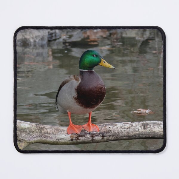 Item preview, Mister Mallard designed and sold by Lanis Rossi.
