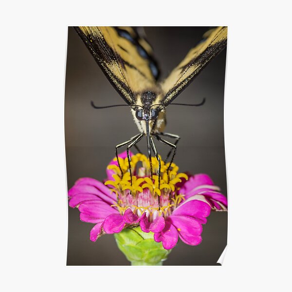 Butterfly I Poster