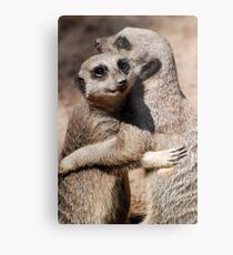 Hugging Meerkats Metal Print