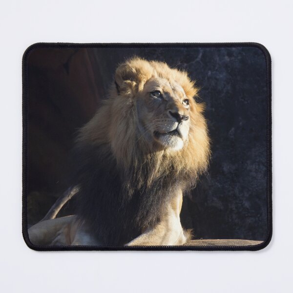 Item preview, Pensive Majesty designed and sold by Autumn Seas Photography.
