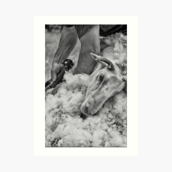 Click Go The Shears #3 Art Print