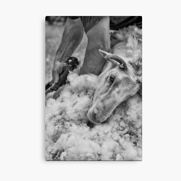 Click Go The Shears #3 Canvas Print
