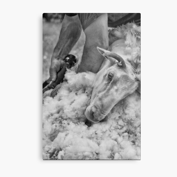 Click Go The Shears #3 Metal Print