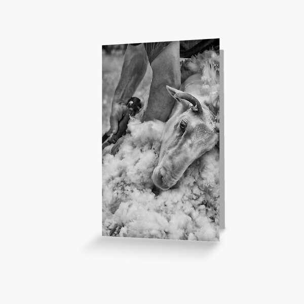 Click Go The Shears #3 Greeting Card