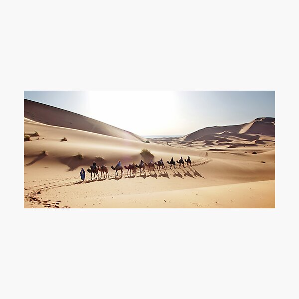 Camels in the Sahara Photographic Print