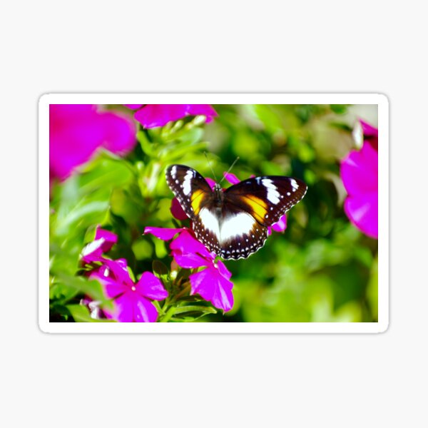 Lady Butterfly Visitor - Common Eggfly (Hypolimnas Bolina) Sticker