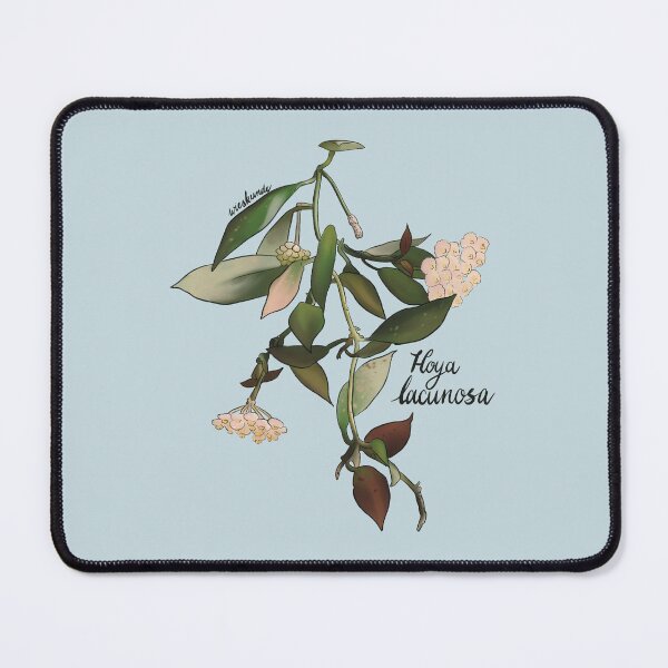 Item preview, Hoya lacunosa in bloom designed and sold by Wieskunde.