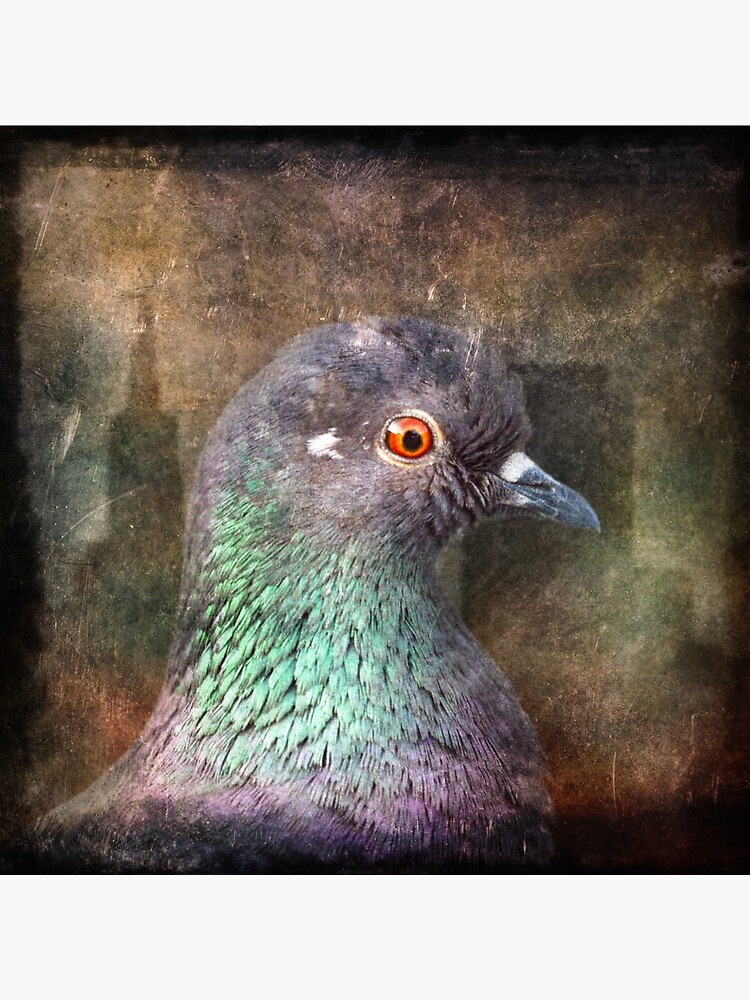 San Francisco Pigeon by tinabellvance