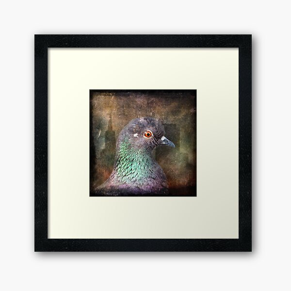 San Francisco Pigeon Framed Art Print
