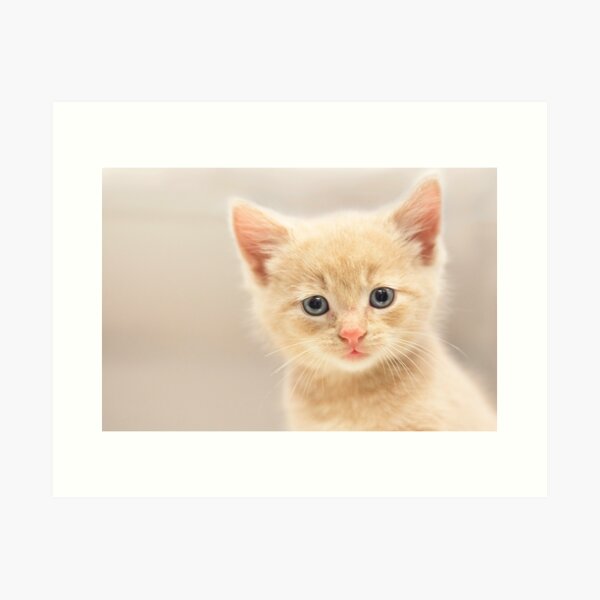 Item preview, Ginger Kitten designed and sold by diamonddove.