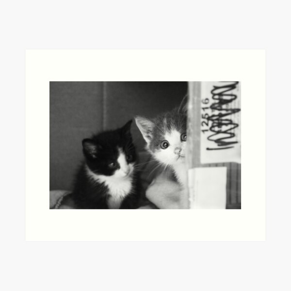 Item preview, Street Cats designed and sold by diamonddove.