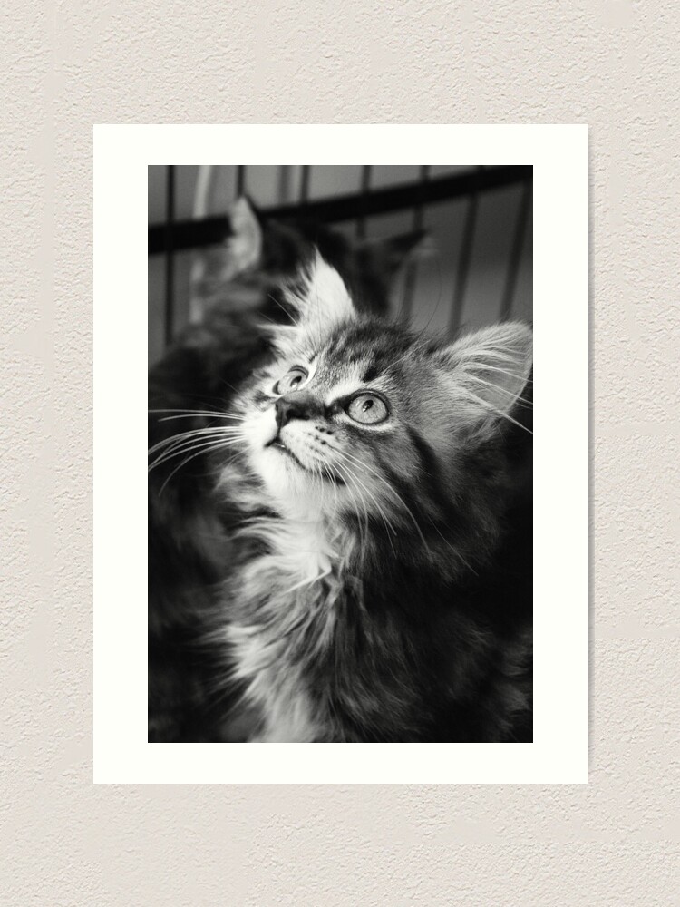 "Black and White Kitten" Art Print by diamonddove Redbubble