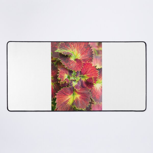 Item preview, Coleus leaves photography. designed and sold by kstanvir.