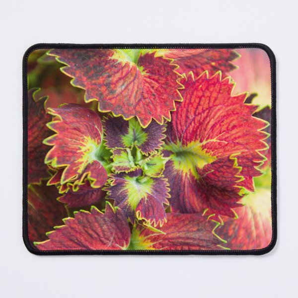 Item preview, Coleus leaves photography. designed and sold by kstanvir.