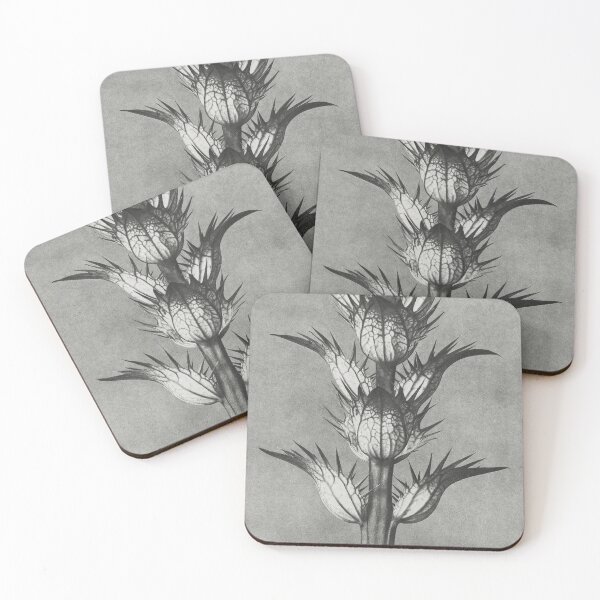 Item preview, Acanthus Mollis (Bear's Breeches) Vintage Botanical Print by Karl Blossfeldt  designed and sold by Pretty  Pixel.