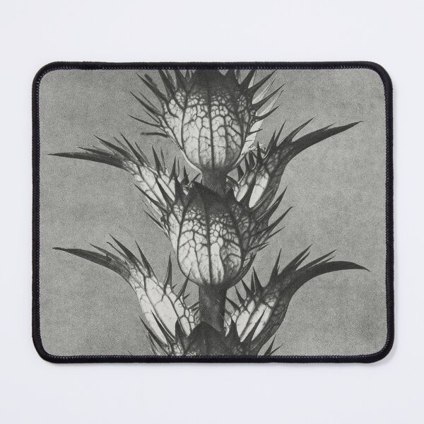 Item preview, Acanthus Mollis (Bear's Breeches) Vintage Botanical Print by Karl Blossfeldt designed and sold by Pretty Pixel.