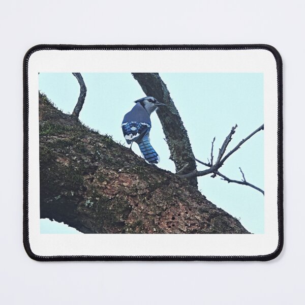 Item preview, Blue Jay on a Limb designed and sold by CustomPhotoArt.