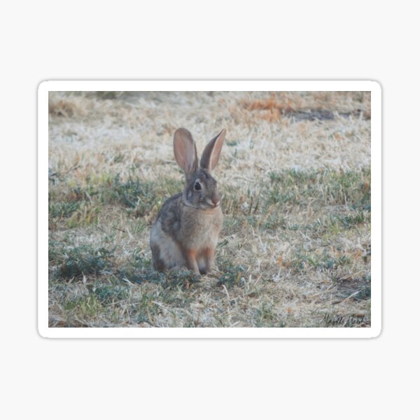 Brown Cottontail Rabbit Arizona Bunny Photograph Sticker