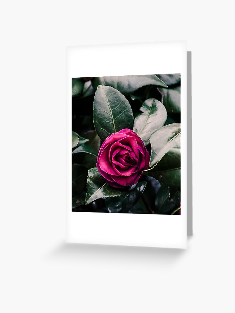 Tarjetas de felicitación «Camelia morada» de andreaanderegg | Redbubble