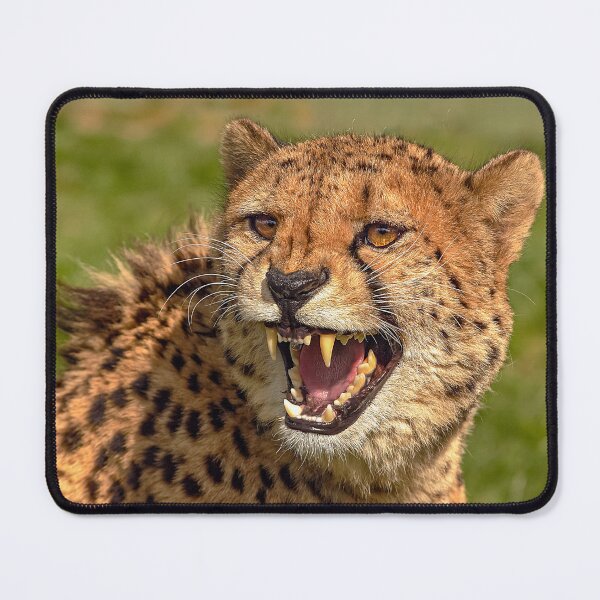 Item preview, Snarling Cheetah designed and sold by Dalyndigital Photography.