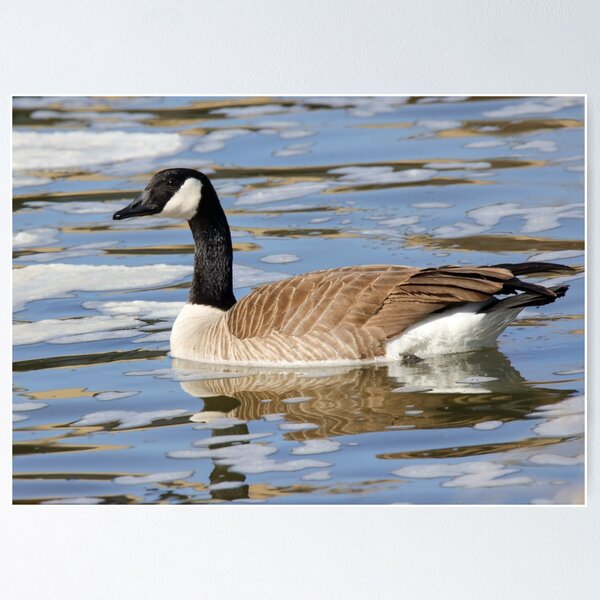 Item preview, A Canada Goose Swimming In Icy River designed and sold by FreelanceJim.