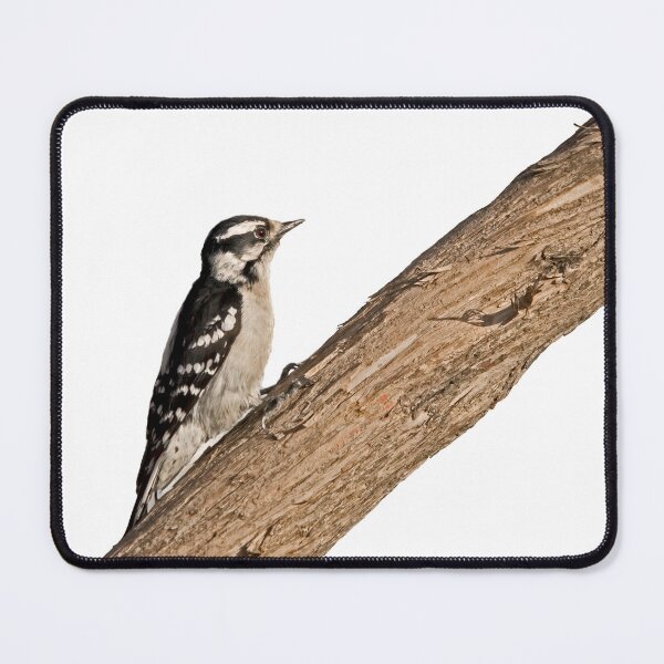Item preview, Female downy woodpecker designed and sold by KRFNatureGifts.