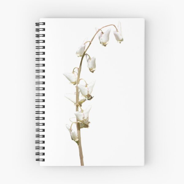 Item preview, Dutchmans breeches wildflower designed and sold by KRFNatureGifts.