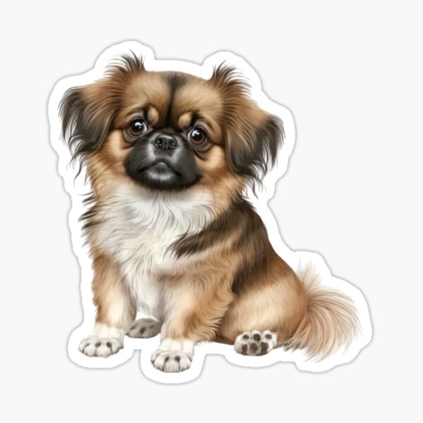 Tibetan spaniel best sale for sale