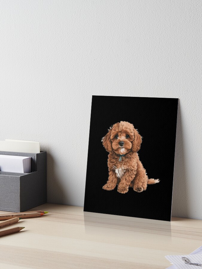 cual es mejor cockapoo o cavapoo