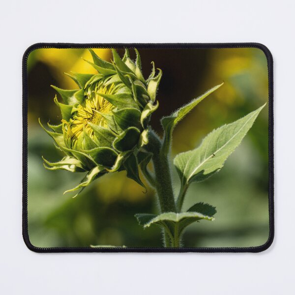 Item preview, Sunflower Awakening designed and sold by Craig Kauzmann.