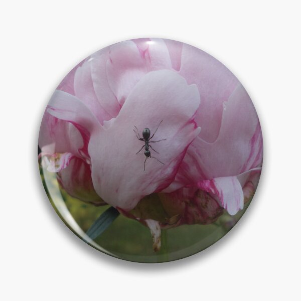 Item preview, Peony with Ant - Original Photography designed and sold by JulienneJc.