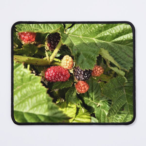 Item preview, Olallieberries in the Berry Patch designed and sold by Martha Sherman.