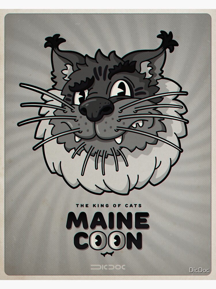 Le Maine Coon : le « roi » des chats