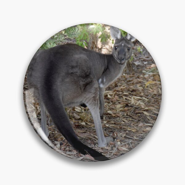 Item preview, Kangaroo peek a boo Yallingup WA designed and sold by Rainbow Farm Photography.